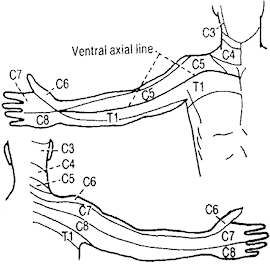 Dermatomes